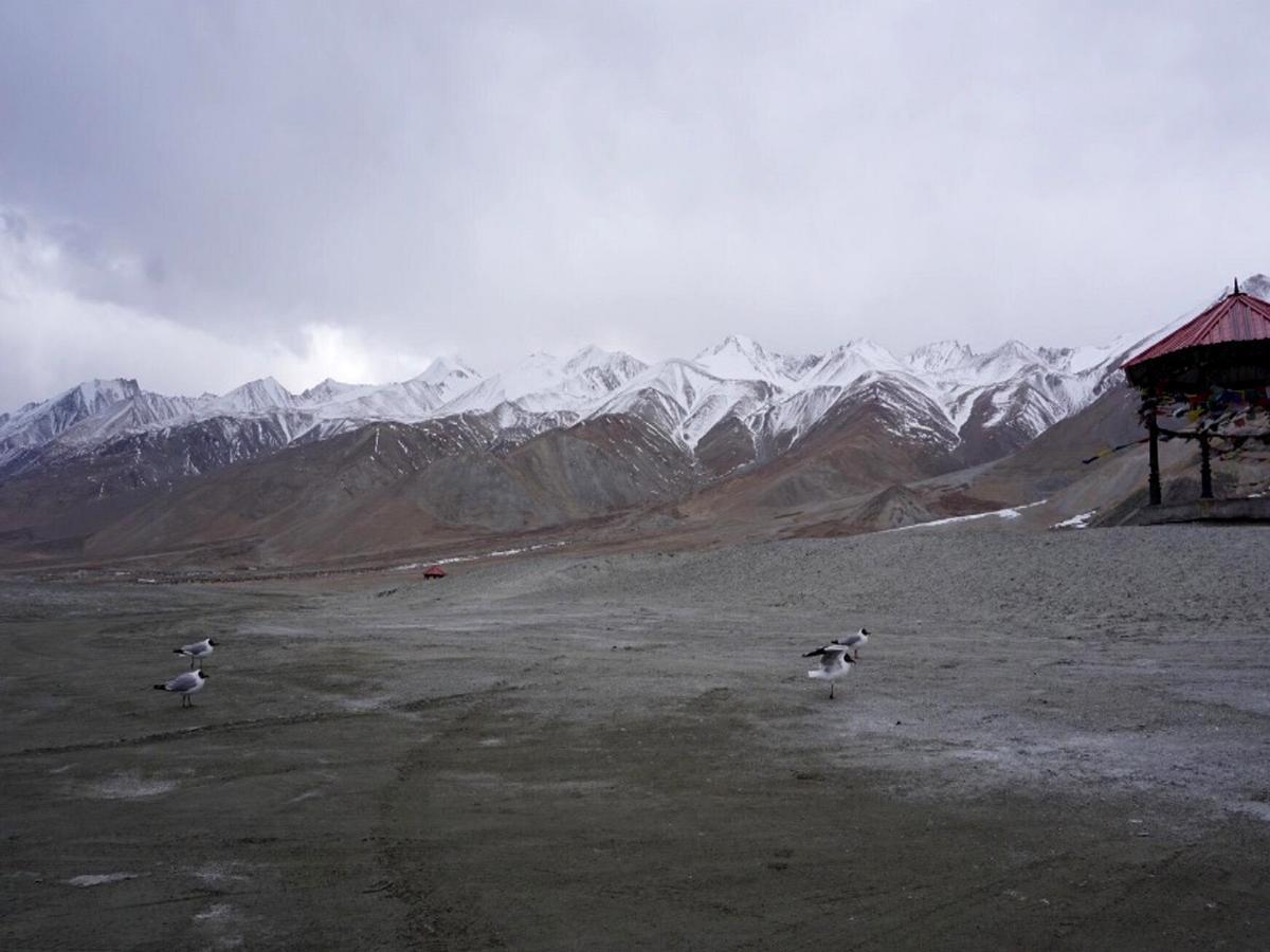 Pangong Delight Camps And Cottages Spangmik Exteriér fotografie